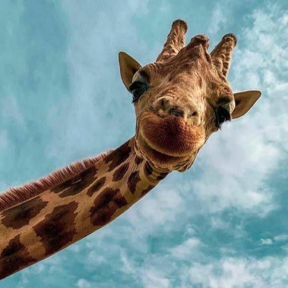 Poshmark profile picture for @medos